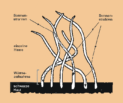 Sonnenstrahlen werden von Haaren eingefangen und zur schwarzen Haut transportiert (nach /4/)